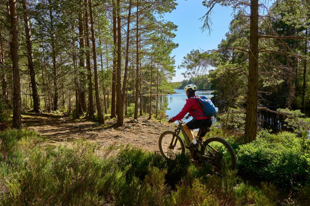 A person is riding a bike through a forest in Aviemore.
