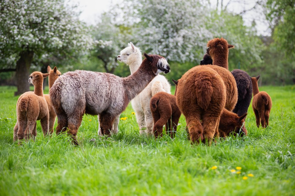 Alpacas are walking in a field.