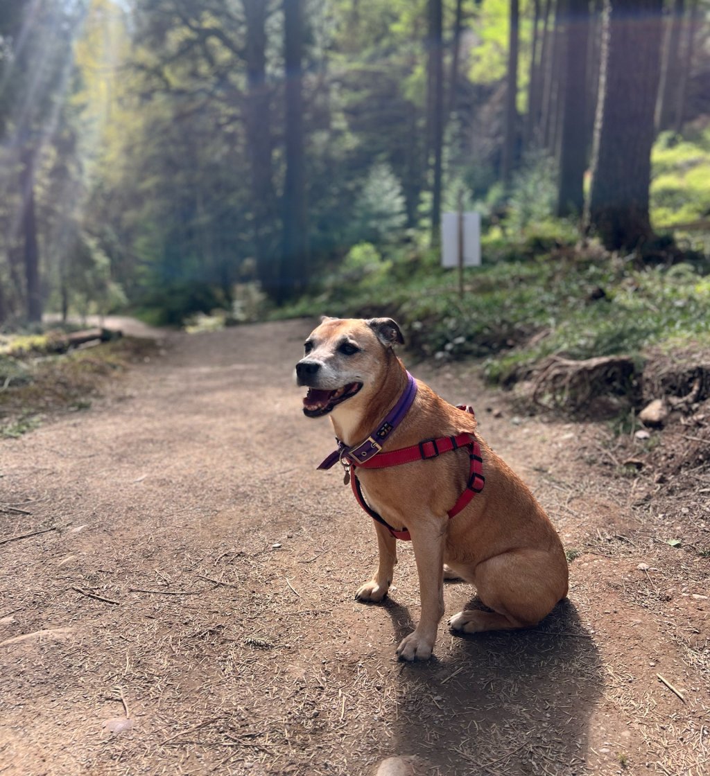A dog is sitting on a walking path in a Scottish forest.