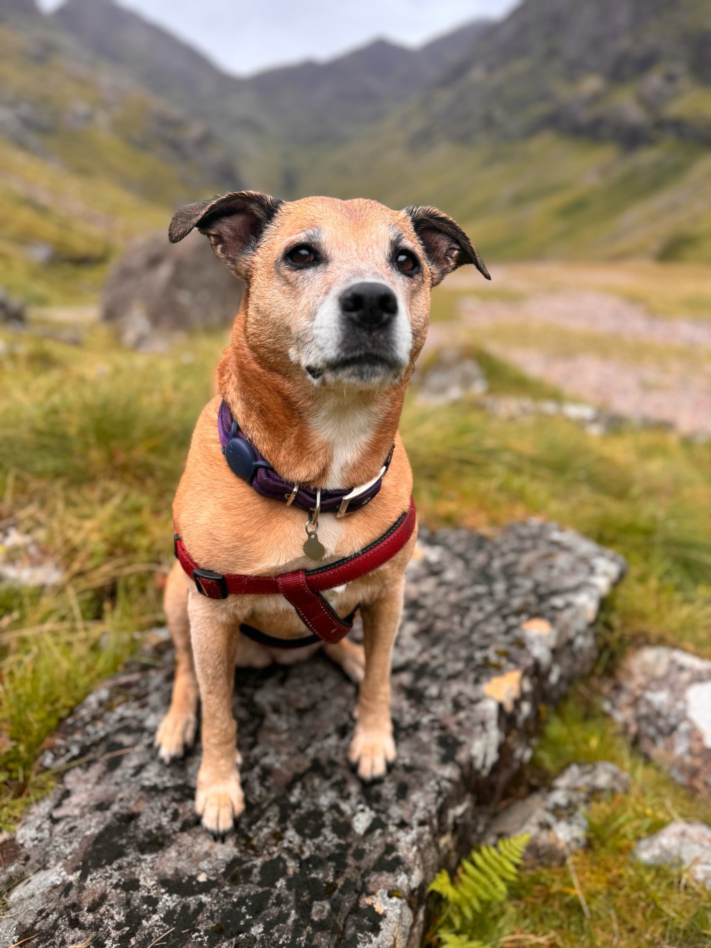 A dog is sitting on a large rock in the Scottish Hidden Valley.