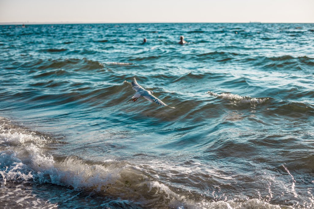 A beach with gentle waves. People are swimming and a bird is fly low.
