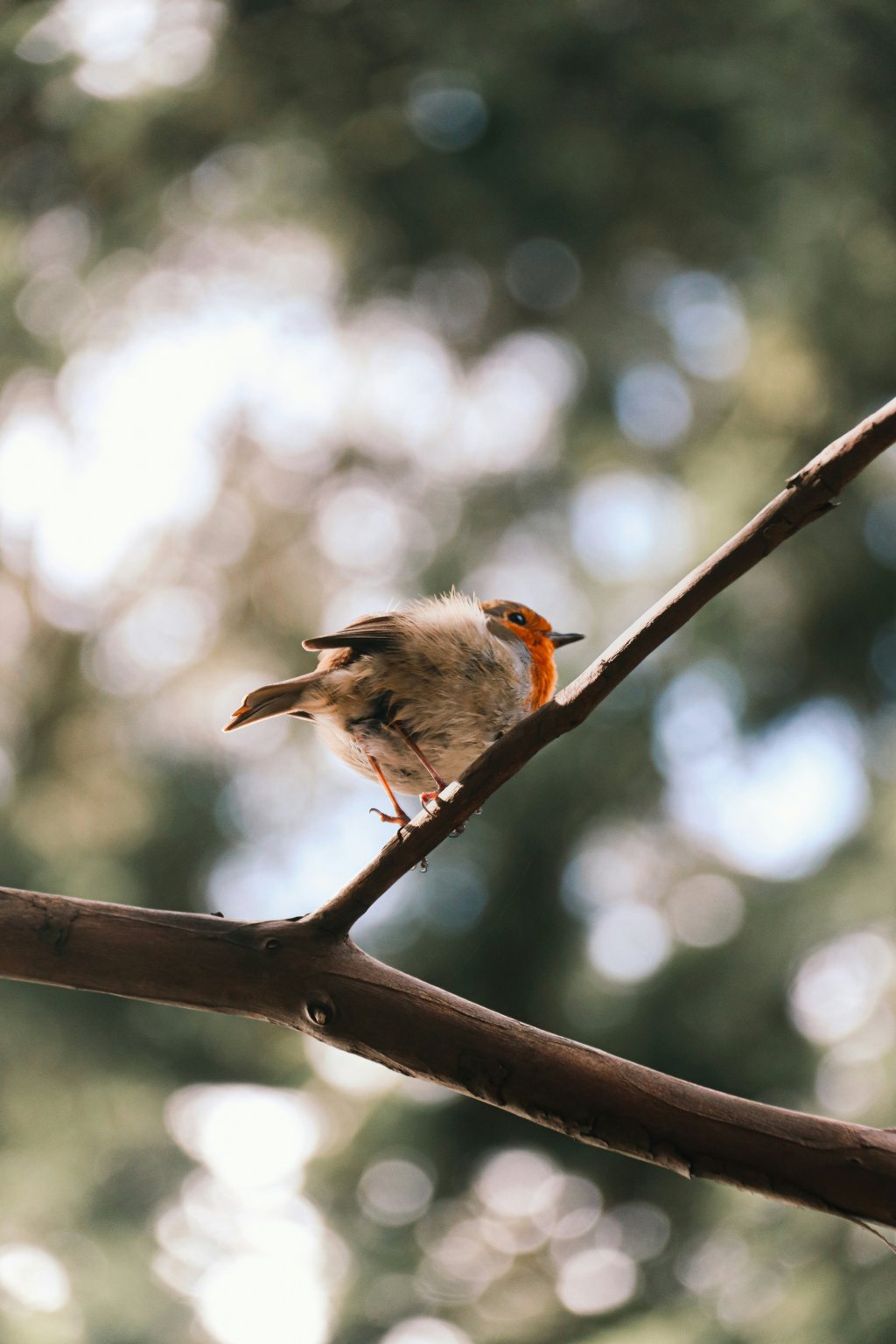 A small bird is perched high up in a tree.