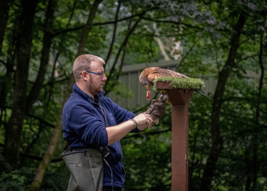 A bird of prey is being fed by a worker in an enclosure.