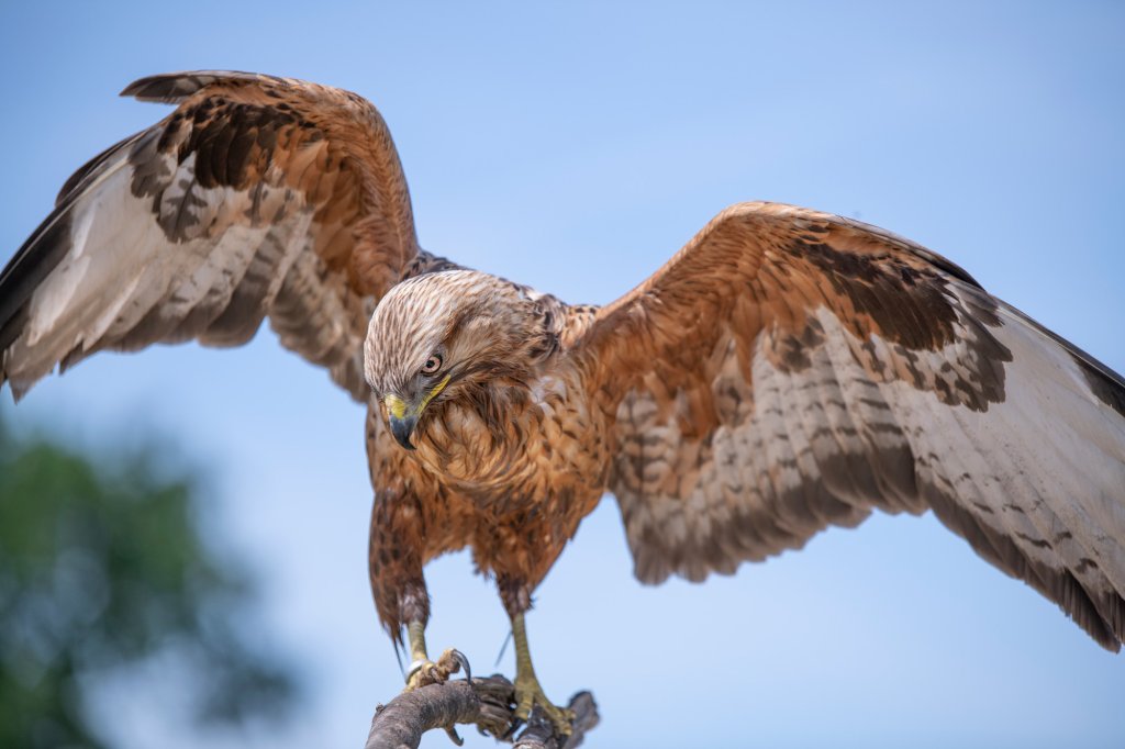 A Golden Egale is standing on a tree branch ready to take flight.