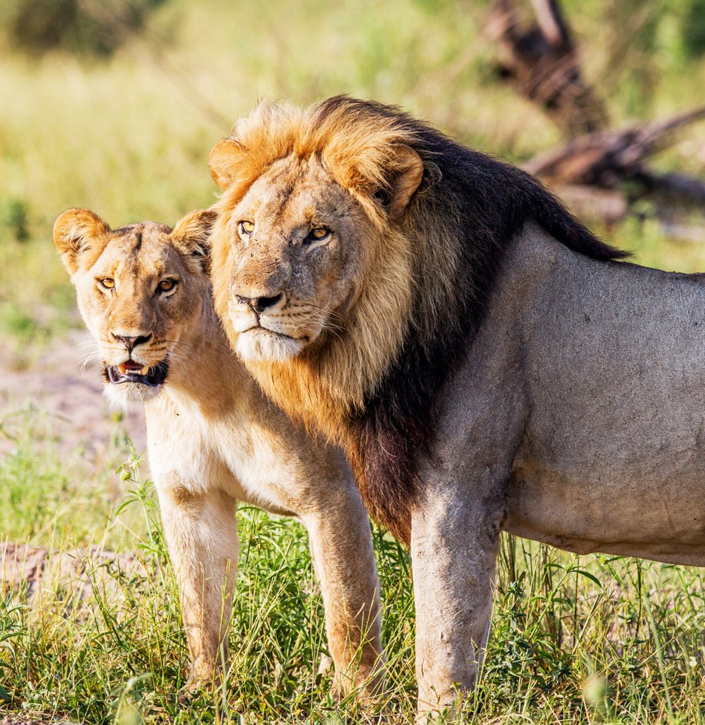 A lion and lionesses are standing side by side in a grassy area.
