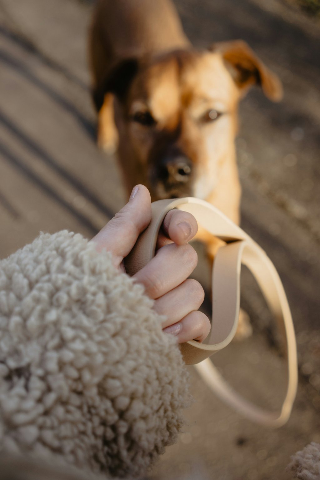 Dog on a lead.