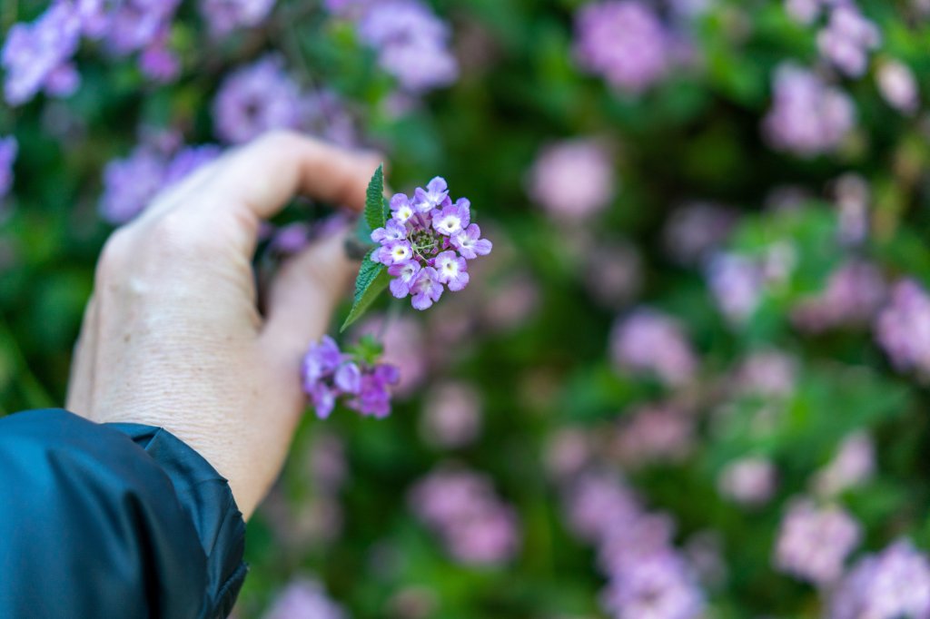 A purple wild flower being picked by hand.