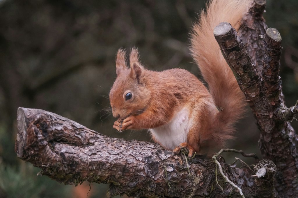 Red squirel sat in a tree.